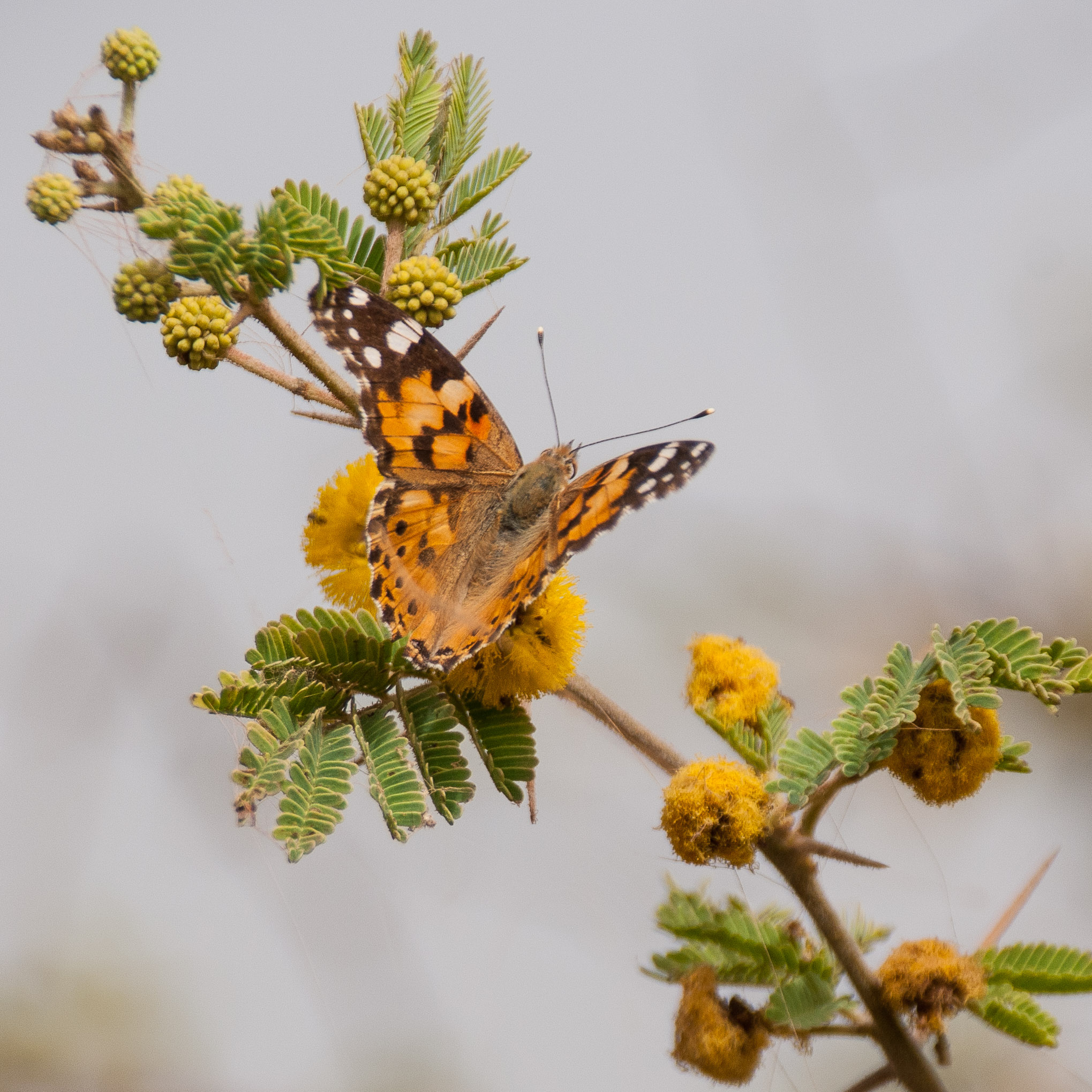 Belle-dame ou Vanesse des chardons (Vanessa cardui), Réserve Naturelle de Popenguine. 